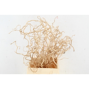 Corylus Antiq. Gold 50cm