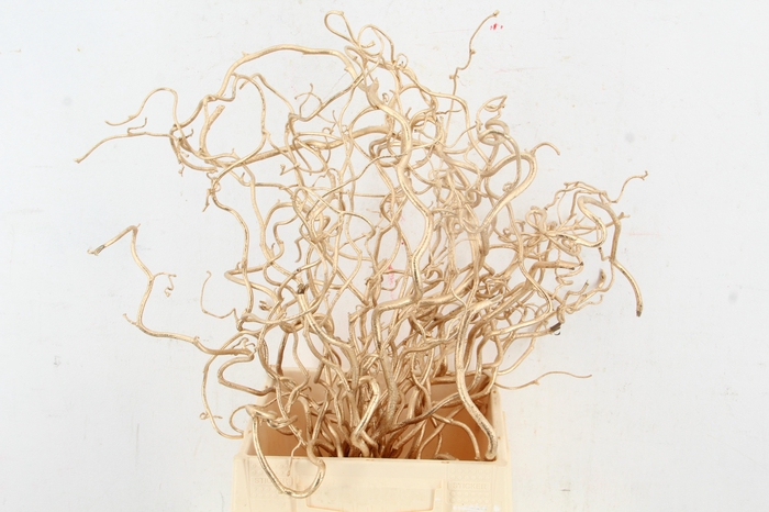 <h4>Corylus Antiq. Gold 50cm</h4>