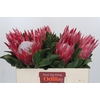 Protea Cynaroides Madiba