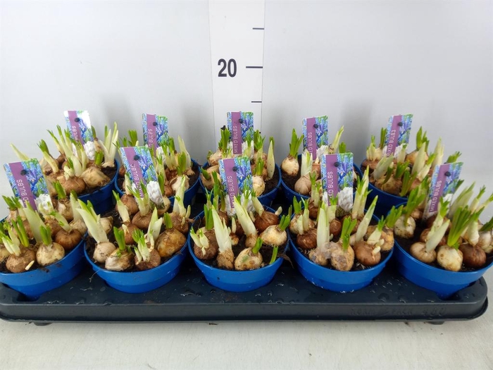 <h4>Bolbloemen   ...mix</h4>