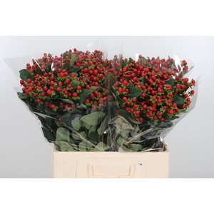 Hypericum Androsaemum