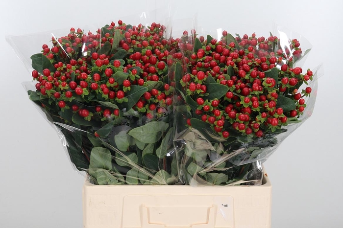 <h4>Hypericum Androsaemum</h4>