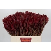 Leucadendron Jester