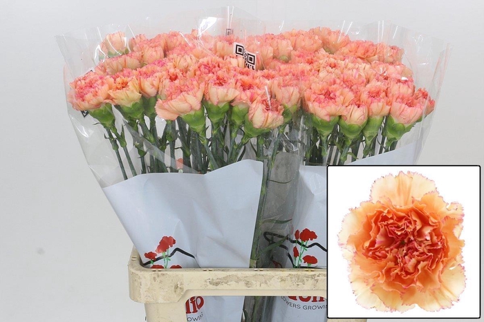 <h4>DI ST GOOPY GEER</h4>