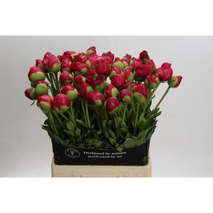 Paeonia Command Performance XXL