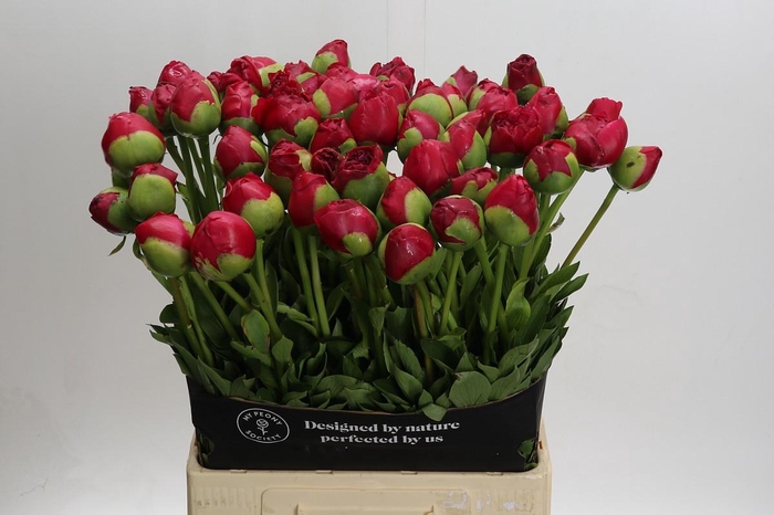 <h4>Paeonia Command Performance Xxl</h4>