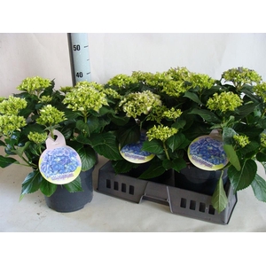 Hydrangea mac.   ...