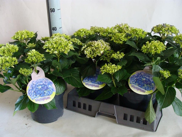 <h4>Hydrangea mac.   ...</h4>