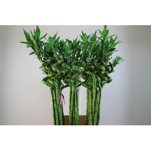 Lucky Bamboo Spiraal 100