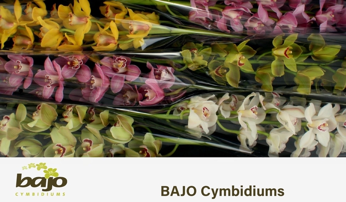 <h4>CYMB T GEM</h4>