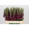 Antirrhinum Opus Red