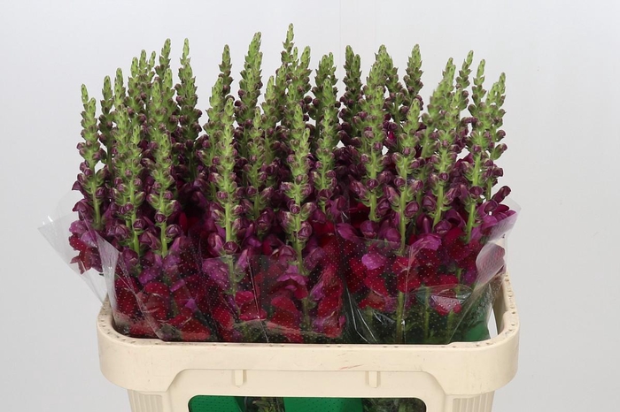 <h4>Antirrhinum Opus Red</h4>