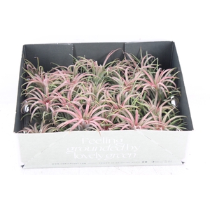 arr3 CP - Till. Ionantha rood x20