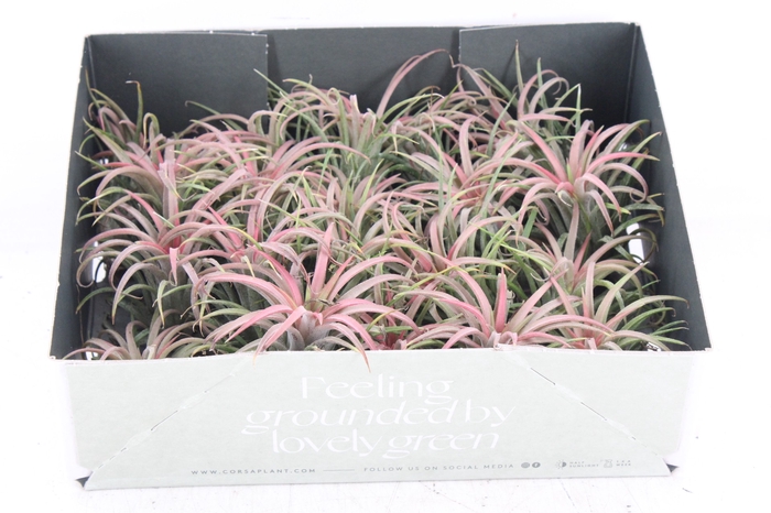 <h4>arr3 CP - Till. Ionantha rood x20</h4>