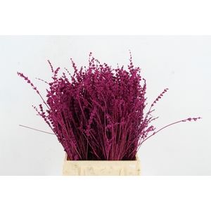 DF Lavender Bs Erica
