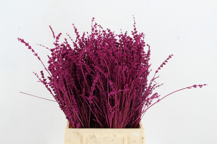 <h4>DF Lavender Bs Erica</h4>