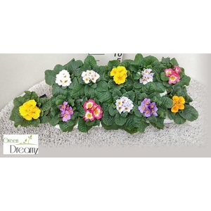 PRIM AC PARADISO GEM