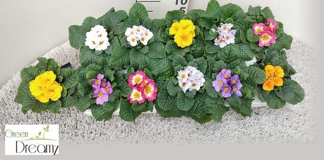 <h4>PRIM AC PARADISO GEM</h4>