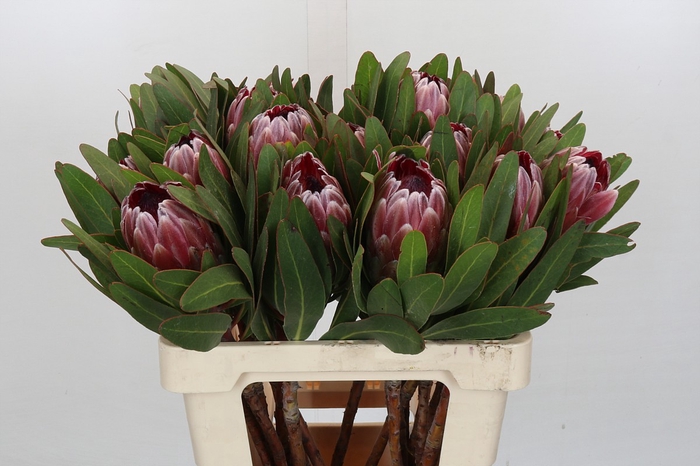 <h4>Protea Pink Ice</h4>