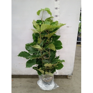 Tetrastigma voinierianum