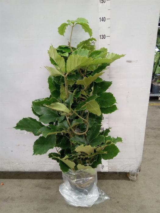 <h4>Tetrastigma voinierianum</h4>