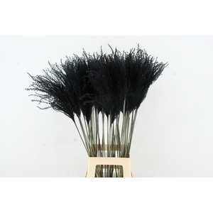 DF Miscanthus 90cm Black