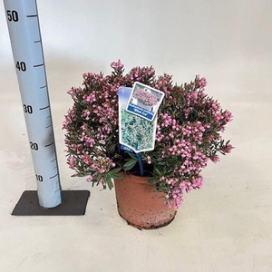 Andromeda polifolia 'Blue Ice'