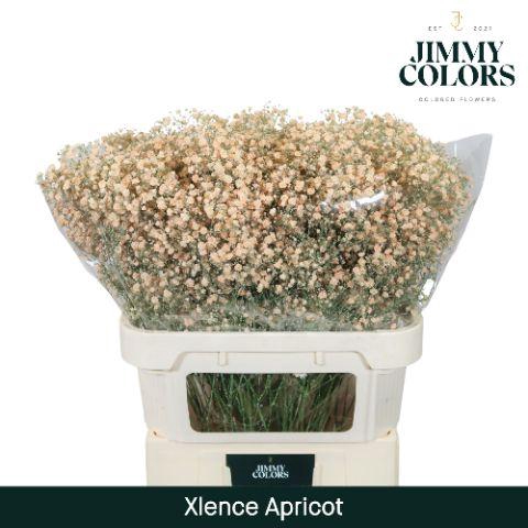 <h4>Gyps Xlence L80 Apricot</h4>