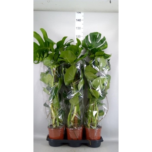 Monstera delic.