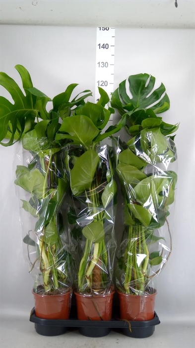 <h4>Monstera delic.</h4>