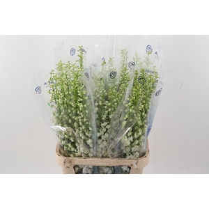 Delph Du C Wh Shades