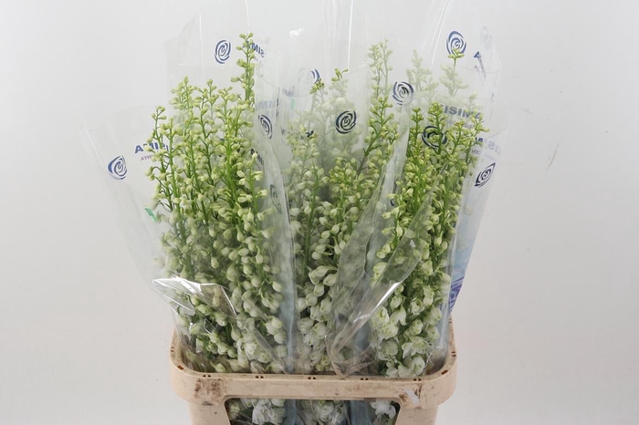 <h4>Delph Du C Wh Shades</h4>