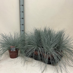 FEST GL INTENSE BLUE