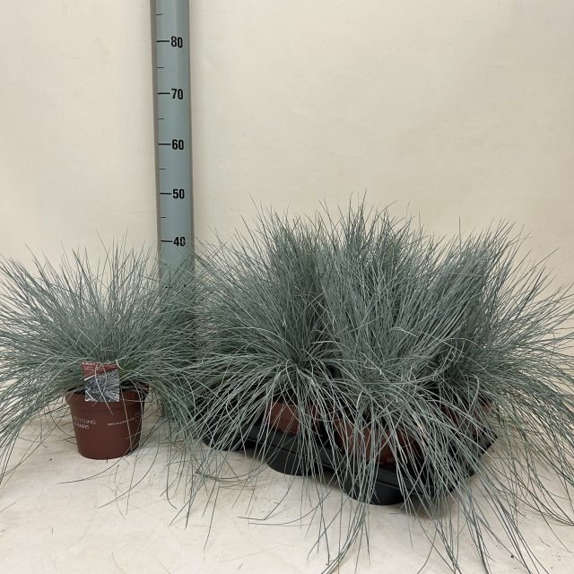 <h4>FEST GL INTENSE BLUE</h4>