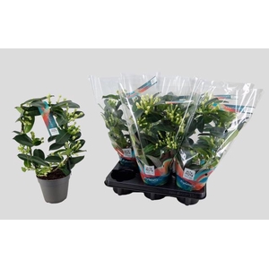 Stephanotis floribunda 12Ø 40cm 84fl
