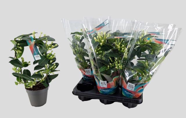 Stephanotis floribunda 12Ø 40cm 84fl