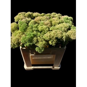 Sedum Herbstfreude