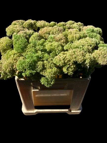 <h4>Sedum Herbstfreude</h4>