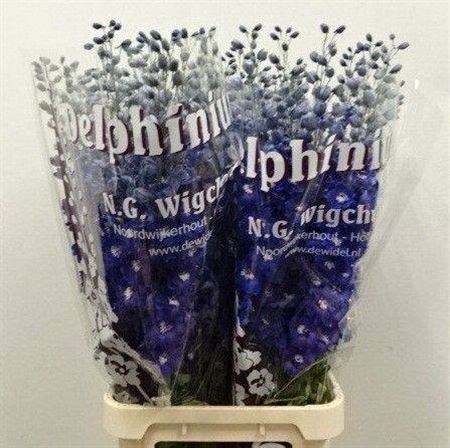 <h4>Delph Du Dewi D Blue Star</h4>