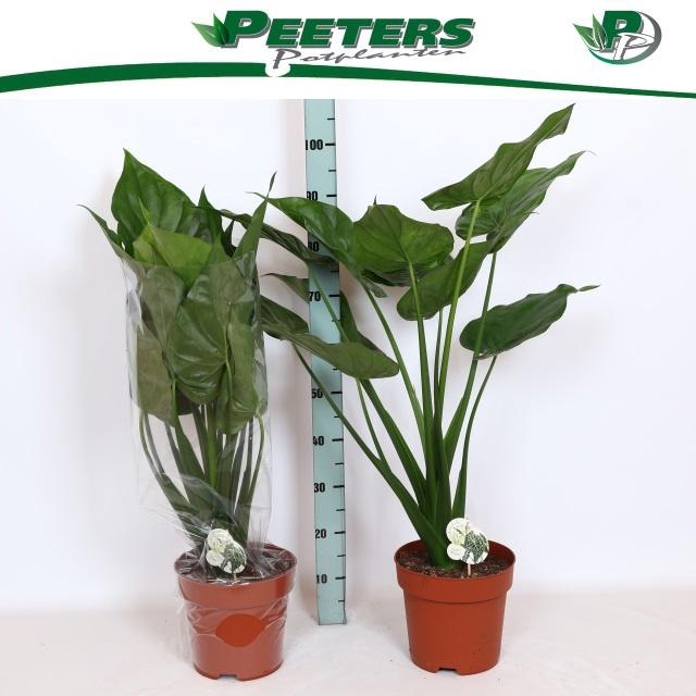 <h4>ALOC CUCULLATA</h4>