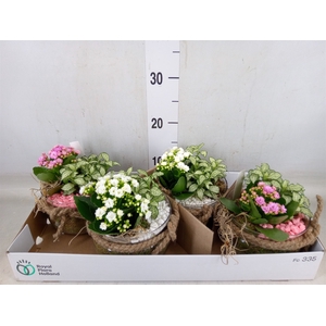 Arr.   Planten L%