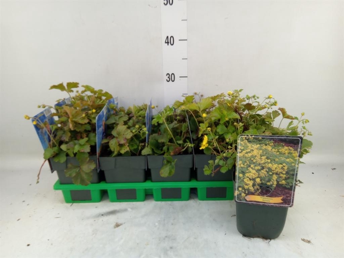 <h4>Waldsteinia ternata</h4>