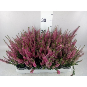 Calluna vulg. 'Beauty L Siska'