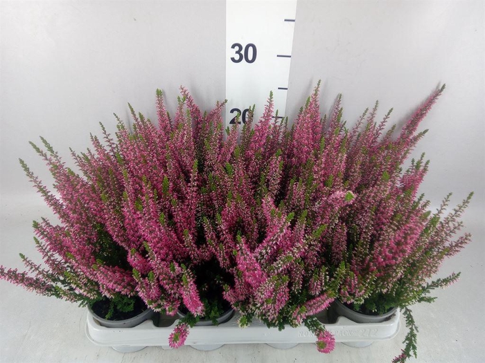 <h4>Calluna vulg. 'Beauty L Siska'</h4>