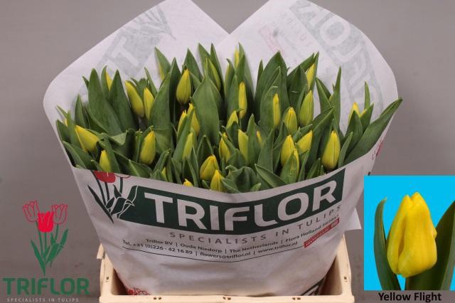 <h4>TU EN YELLOW FLIGHT</h4>