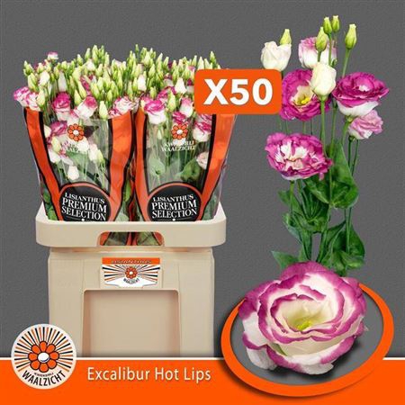 <h4>Eus G Excalibur Hot Lips</h4>