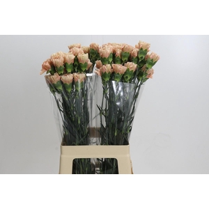 Dianthus St Honey
