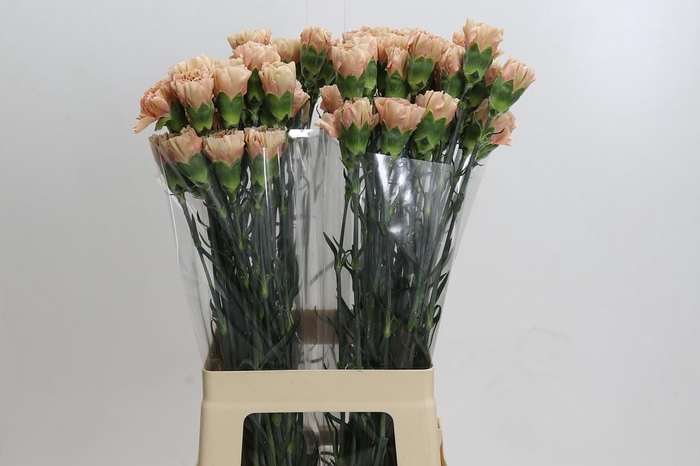 <h4>Dianthus St Honey</h4>