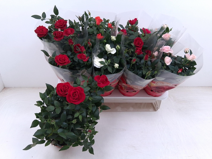 <h4>RO FAV RO GEM 5 SRT</h4>