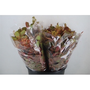 Euca Populus Berry Short De Luxe 150gr Pbs